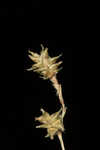 Prickly bog sedge